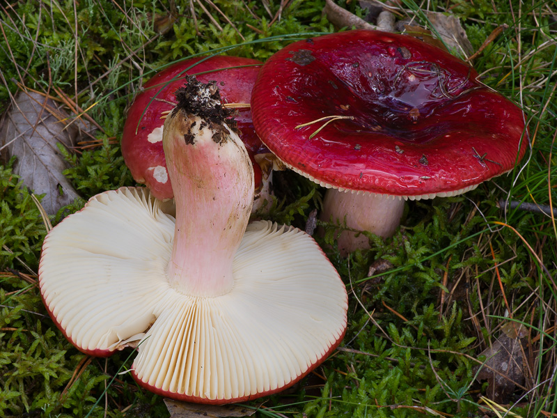 Russula xerampelina